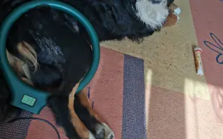 Pomozte Maxovi znovu běhat! 🐾