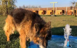 Pomozte zachránit Psí domov spolku Zastavme Utrpení.