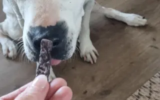Pomůžete naší Mie zase bez bolestí, běhat po všech čtyřech?
