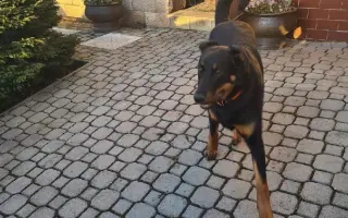Mladou fenku srazil vlak, pomožme jí k pohybu rehabilitací.