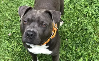 Dobbyho invalidní vozíček a rehabilitace