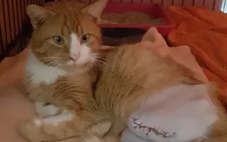 Domeček plný naděje pro opuštěné kočky