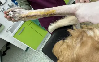 Kroky, které nebolí: Mauriho 4.bitva