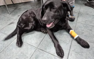 Lucky ještě jednou prosí o pomoc - operace nohy a rehabilitace