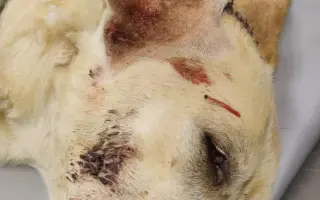 Veterinární pomoc naším svěřencům
