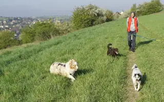 Pomozte nám dočaskovat 2 pejsky, máme prostor, čas a chuť, chybí nám jen kotce!