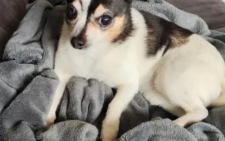 Šance na bezbolestný pohyb pro Pupika