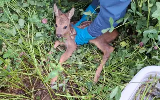 Pomozte Oldovi zachránit další srnčata