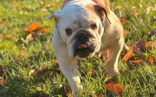 Záchrana pro Stelu – operace nádoru a oka