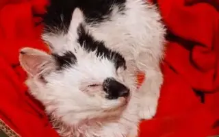 Zachraňme 2 miliony koťat