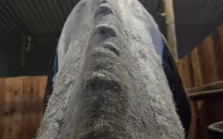 Pomoc pro Sanyho s rakovinou