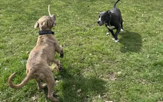 Pomoc pro staffíka Marleyho