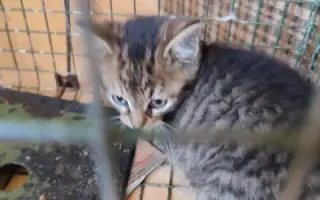 Pomůžete kočičkám bez domova?