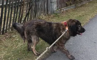 Nekonečný boj o záchranu zvířecích životů 😢