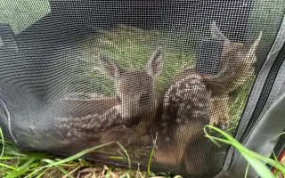 Zabraňme společně zbytečné smrti již brzy narozených srnčat a dalších mláďat