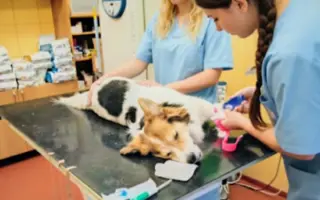 POMOC PRO FOXÍČKA, ASPENA A TAFFY-JACKA