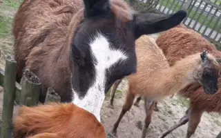 Pomoc pre Hectorka ❤️ držte tlapky, právě bojujeme 🍀