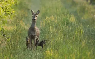 Pomozte Oldovi zachránit další srnčata