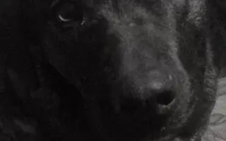 Pomozte Kessy postavit se zpátky na ťapky