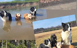 Pomozme pomáhat psím stařečkům