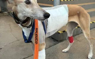 Prosíme o pomoc Tequile po operaci plíce, aby mohla dále skotačit