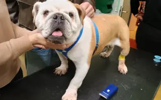 Záchrana pro Stelu – operace nádoru a oka