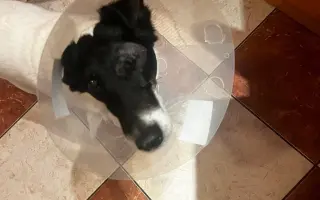 Pomozte zachránit Berrynku