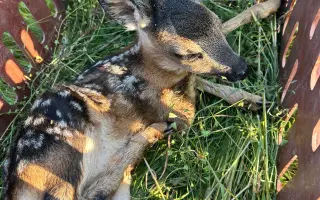 Dron pro záchranu srnčat – každý život se počítá 🍀