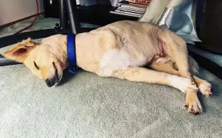 Pomozte Toffíkovi zpět na nohy: sbírka na protézu a ortézu