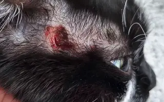 9 nalezených Lásek