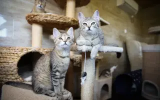 Šmudlina se rozšiřuje - pátá etapa