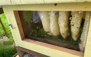 Noc v náruči včel: Postavme Apidomek pro váš dokonalý relax 🐝✨