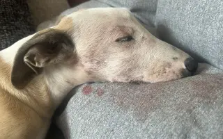 Sbírka pro štěňátko Břeťu - Whippet 3. měsíce
