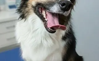 Zachraňme společně nemocného Badýska