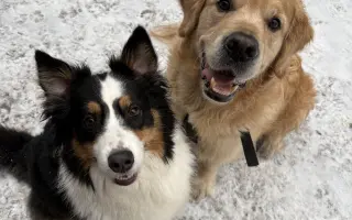 Zlatý Artur a jeho boj s mastocytomy