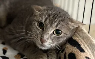 Pomoc s úhradou veterinárních nákladů 🙏