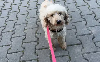 Operace pro Chanelku 💜