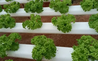 Podpořte projekt "Z vody roste jídlo"