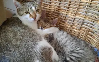 VÁNOCE PRO KOČIČKY BEZ DOMOVA