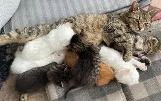 Veterinární péče pro zachráněné maminky s koťátky