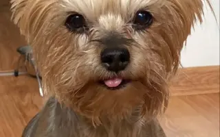Pomozte Kessynce znovu se postavit na všechny čtyři 🐾