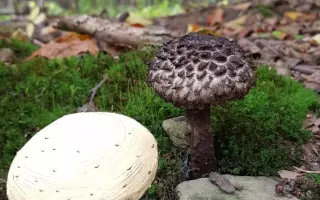 Podpořte KOLODĚJE - houbové hrdiny