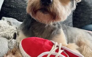 Naděje pro našeho Samíka 🐶