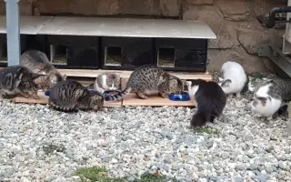 Šance na život pro Ouška a další kočičky z našeho depozita