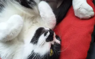 8 nalezených Lásek