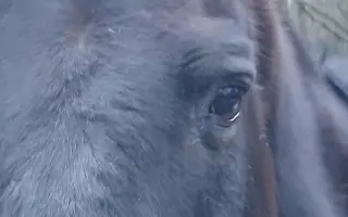 Operace pro Nitise - šance k jeho plnému uzdravení