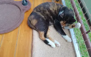 🐾 Pomoc pro moji kočičí rodinu – Boženku a Kubíčka