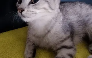 Zraněné koťátko Máša - pomozte nám prosím s úhradou operace