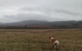 Spřízněné duše – léčba pro maxi a mini fenku ❤️