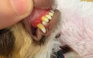 Pomozme Xyrušče znovu běhat 🐾♥️